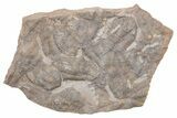 Ordovician Trilobite Mortality Plate (Pos/Neg) - Morocco #218661-1